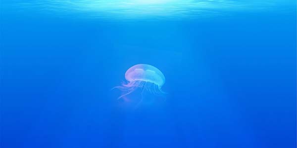 With onset of jellyfish season, Santa Fe warns swimmers to be careful